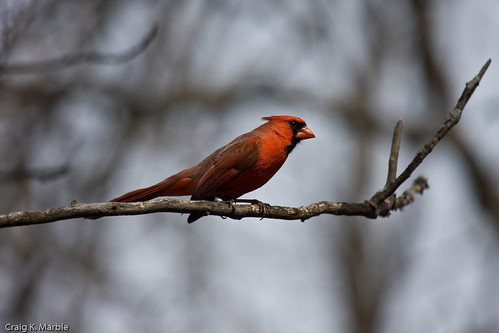 Cardinal (2 of 3)