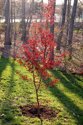 New Red Maple