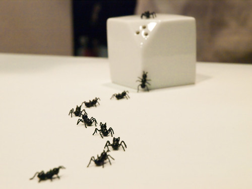 Ants Salt/Pepper Can