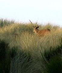 stag in dunes
