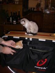 My cats & the Xtracycle