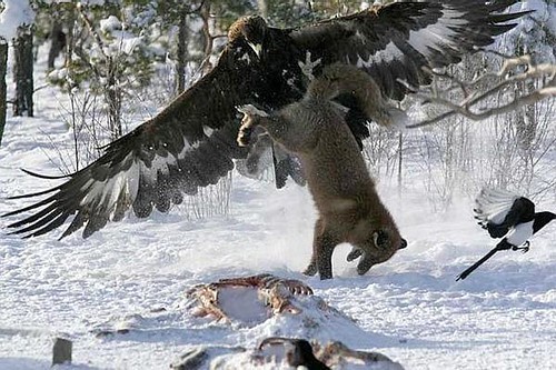 never bother an eagle when he is eating