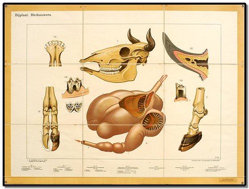 Cow - Zoological Wallcharts 1900-1950