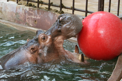 Hippopotamus at the National Zoo