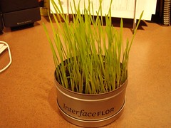 Growing Green Grass - January 28th