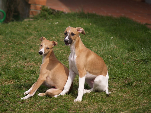 Whippet puppies: Anukis & Quentin (15 weeks old)