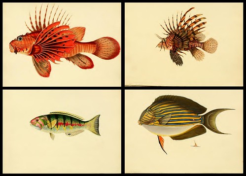 Fishes of Ceylon 1834 b