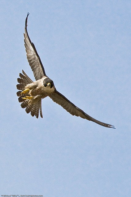 1 of 9 Peregrine Falcon Adult Morro Bay CA 27 May 2008 by mikebaird
