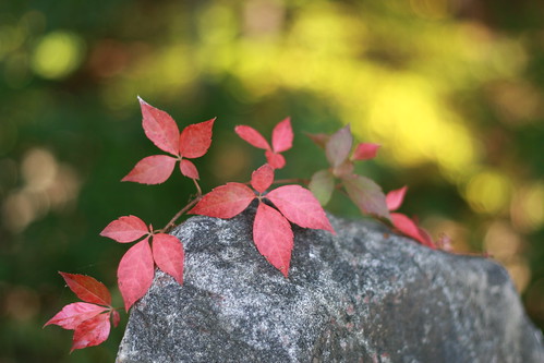 Red Leaves on Stone