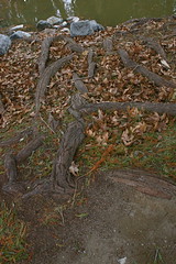 Tree Roots, Fairmont Park, Riverside, CA