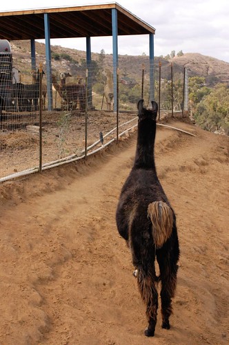 Lama Guarding