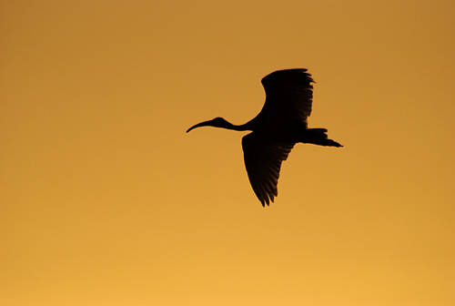 ibis @ dusk