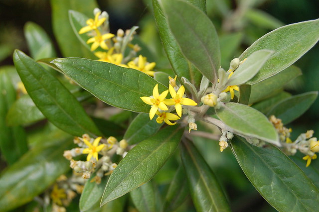 Corokia buddleioides (Grossulariaceae)