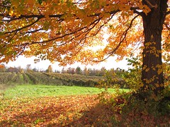 Autumn vineyard in Harpersfield Ohio