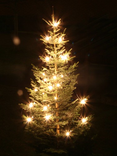 The Christmas tree outside