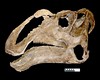 Gryposaurus monumentensis skull