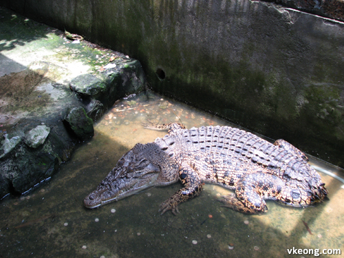 tailless crocodile