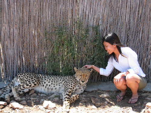 Good Cheetah ...