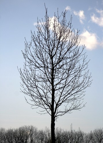 l'arbre