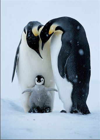 Penguin Family.jpg