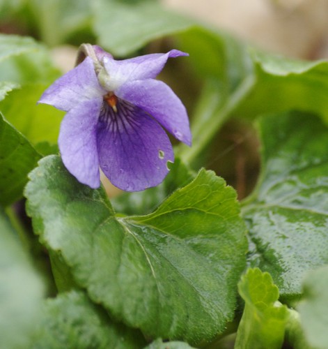 Viola odorata - Maarts viooltje. Foto: AnneTanne - Creative Commons License