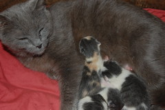 Tootsie with her 1 day old brood