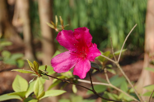 Pink Flower Aperture Study