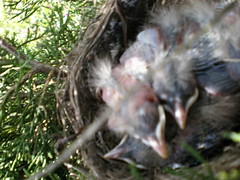 Baby Birds May 13