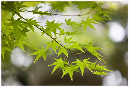 Jindai leaves