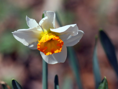 Daffodil 2-20100409