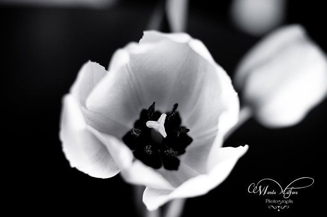 flowers tulips 040 blog