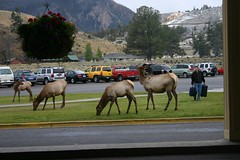 yellowstone elk