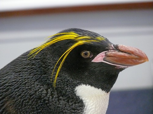 Macaroni Penguin by alitay