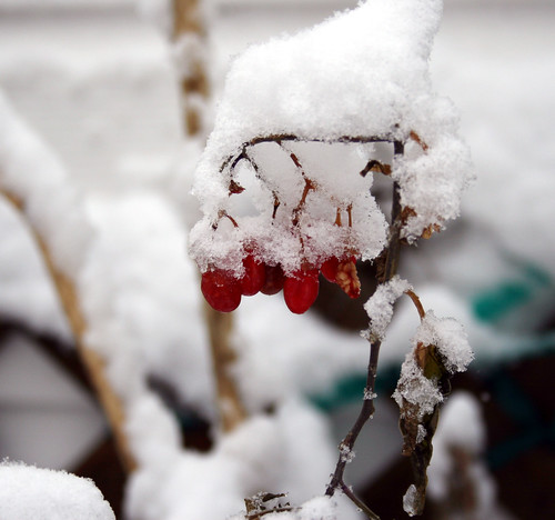 berries on vine covered in snow
