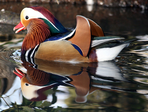 Mandarin Duck - Richmond Park - London
