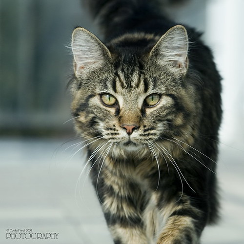 maine coon cat. Maine Coon Cat - 7 months old