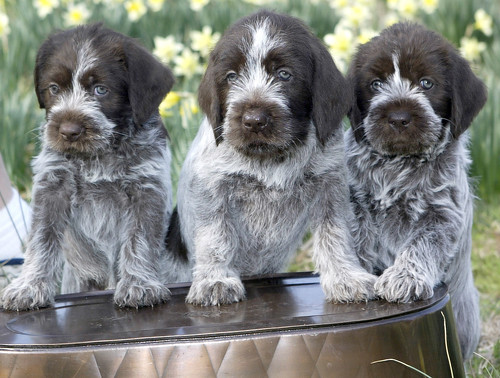 Picture of three cute Wirehaired Pointing Griffon puppies-two male and one female