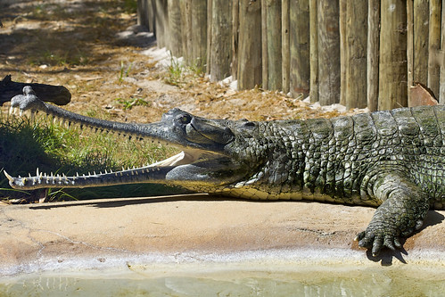 Asian Crocodile 99