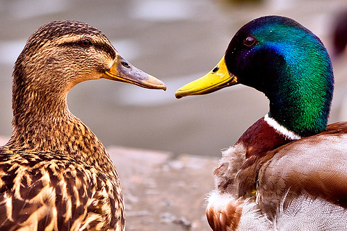 a duck meeting