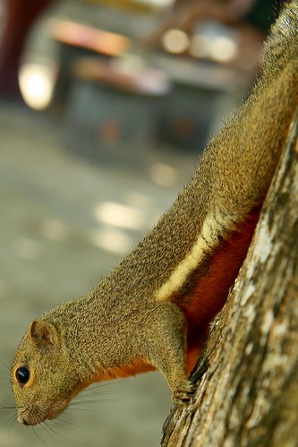 Mr Squirrel