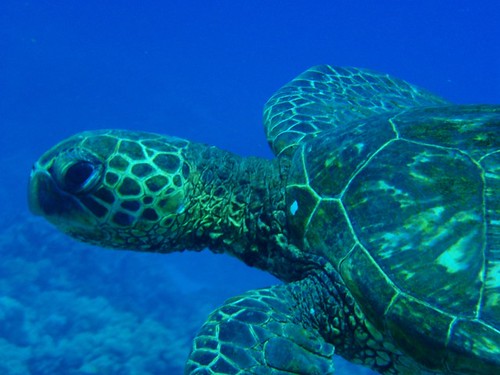 Honu - Hawaiian green sea turtle