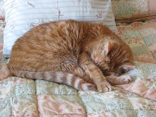Cat Nap (Photo by Care_SMC)