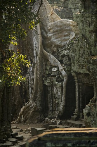 Trees eating temple