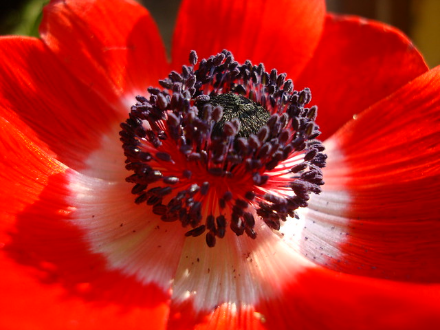 Anemone closeup