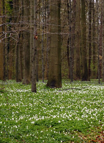 Hallerbos - Woods of Halle, March 2008