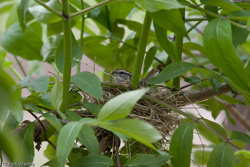 Chipping Sparrow  (1 of 2)