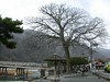 日本京都行屋與樹之美DSCN5488