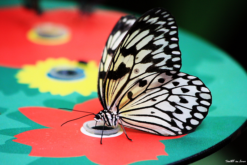 Butterfly @ London Zoo