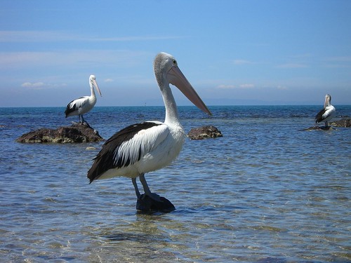 Pelicans - Indented Head