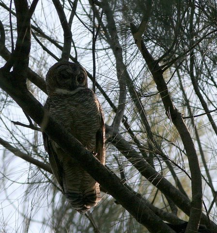 Mottled Wood Owl backlit 011207